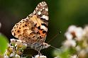 Fiori e Natura - 080